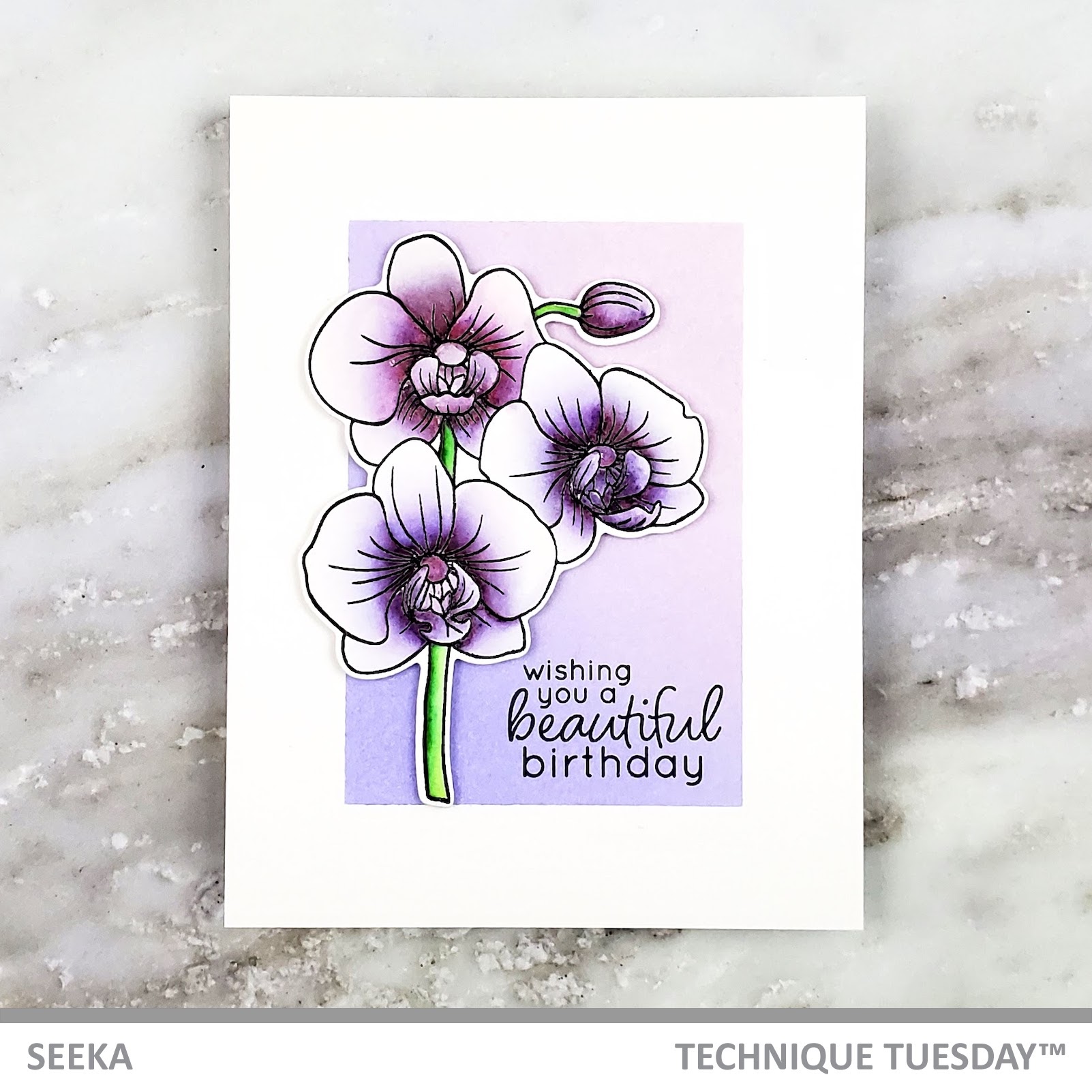 seeka-alluring-orchids-1