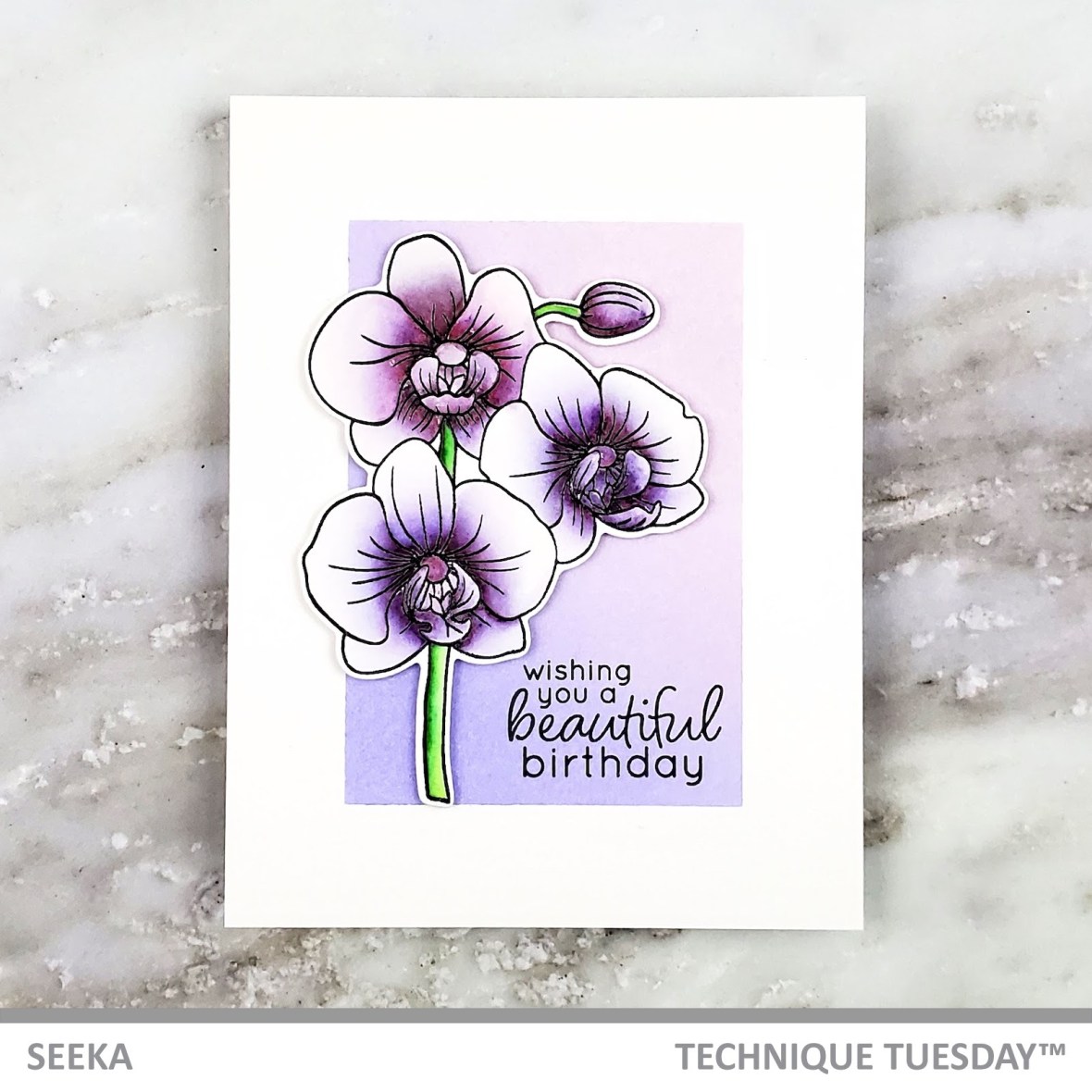 seeka-alluring-orchids-1